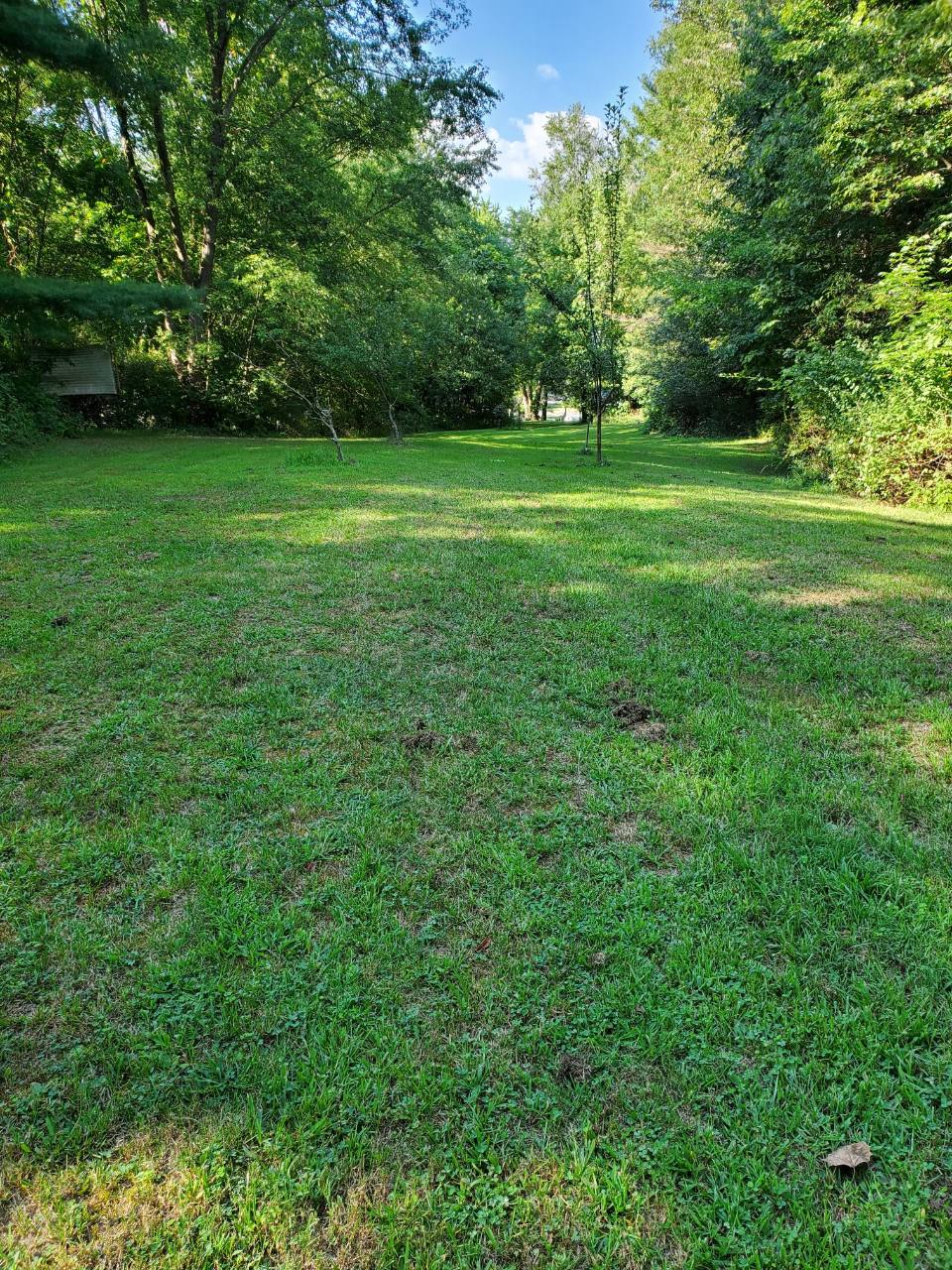 Wide grassy area framed by trees with a road visible in the distance